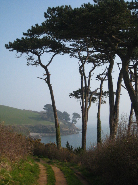 The iconic Monterey Pines on the Helford are the same type of trees as in the application. Copyright Rod Allday 