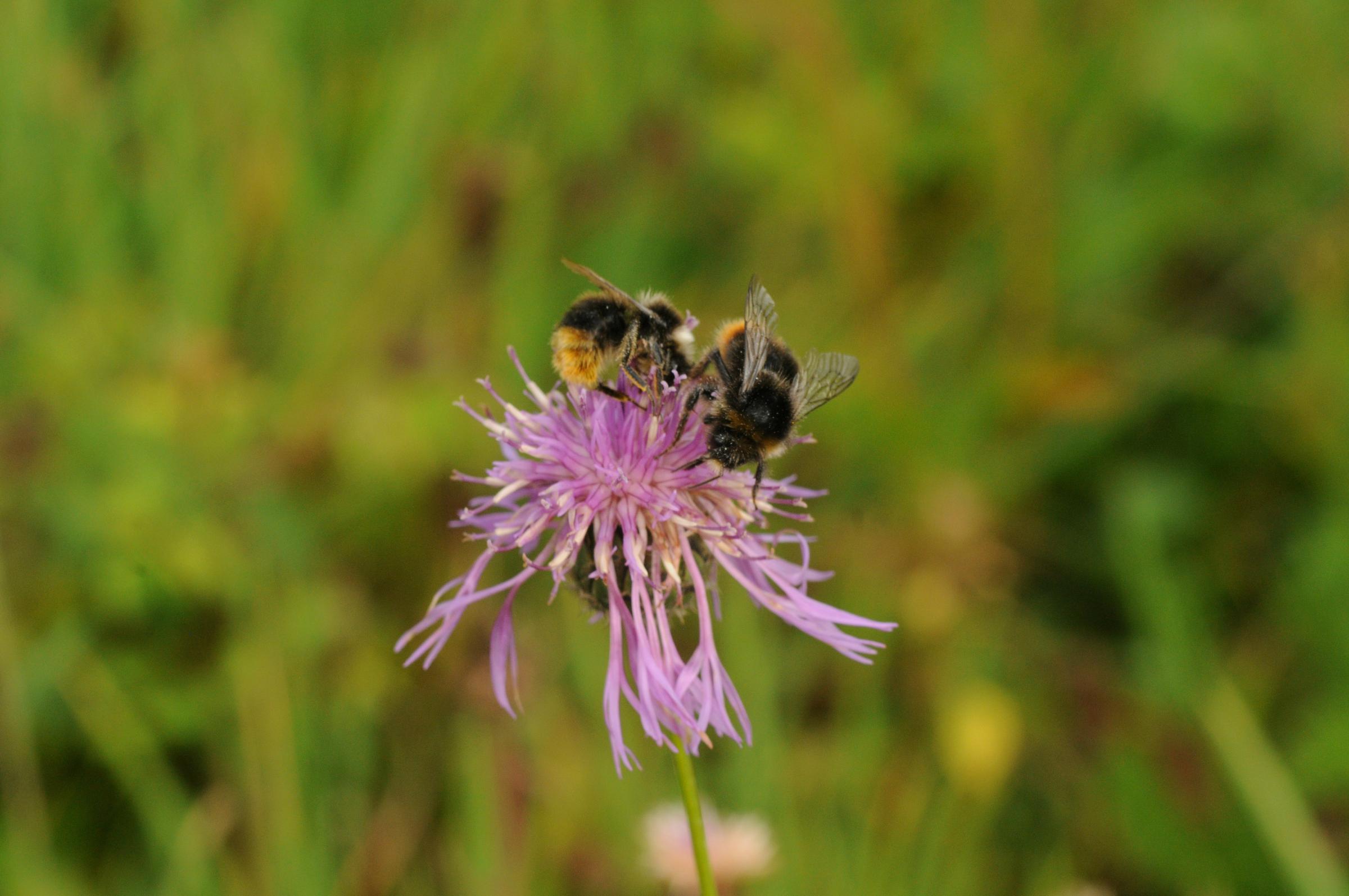 Red tailed bumble bee Boscawen Road Meadow