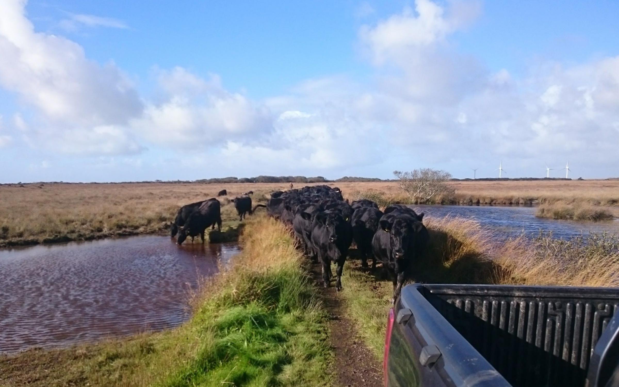 The cattle graze on Goonhilly Downs