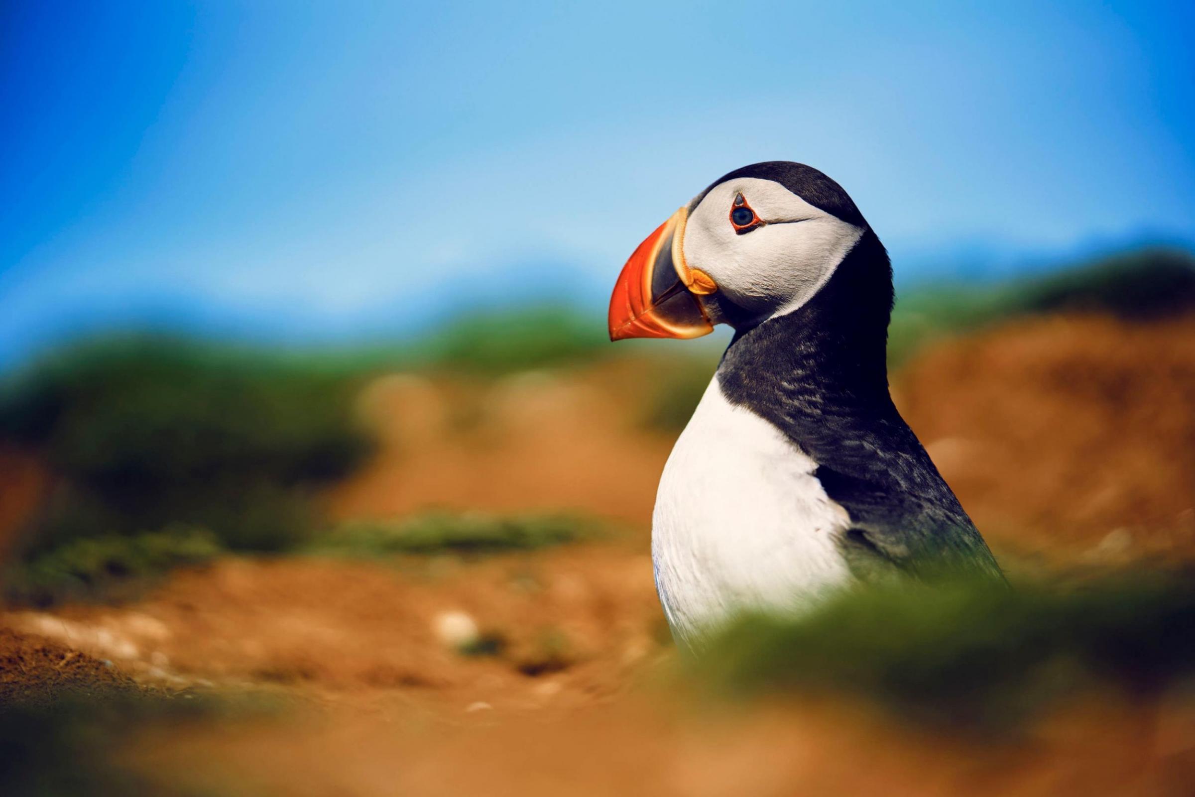 The common puffin during filming of Wild Isles on Skomer Island Picture: Alex Board/Silverback Films/BBC/PA