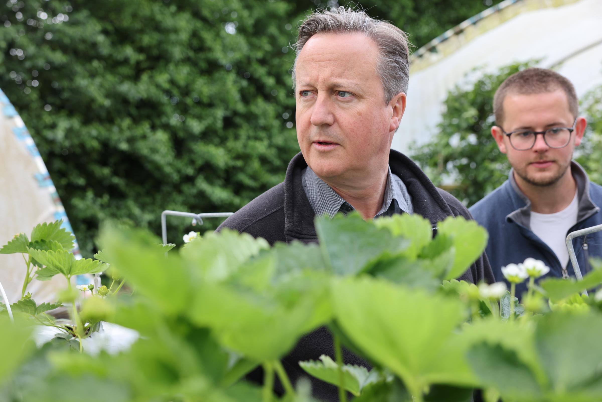 Foreign Secretary Lord Cameron pictured with Conservative candidate for Camborne and Redruth Connor Donnithorne at Trevaskis Farm, Connor Downs (Pic: LDRS)